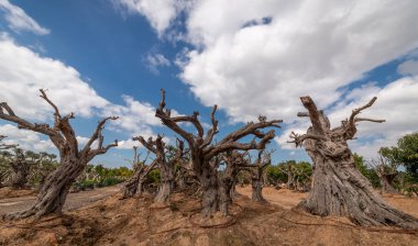 Çok eski, muhteşem zeytin ağaçları. İsrail Şubat 2022