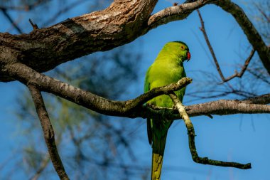 A large green macaw with a red beak on a tree. Wild rare bird in natural habitat sitting on a branch.Wildlife scene in the forest.
