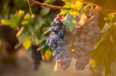 Sonbahar hasadında gün batımında üzüm bağları. Sonbaharda olgun üzümler.