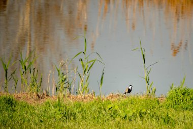 Agamon Hula, İsrail 'in kuzeyinde bir sulak arazi. Ve her göç mevsiminde, Hula Vadisi üzerinde milyonlarca kuş uçar..