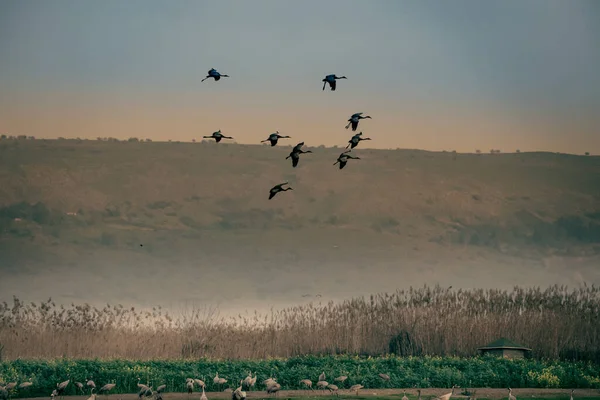 アガモン フラはイスラエル北部の湿地帯である 何百万羽もの鳥がフラバレーを飛び回っています — ストック写真