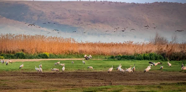 アガモン フラはイスラエル北部の湿地帯である 何百万羽もの鳥がフラバレーを飛び回っています — ストック写真