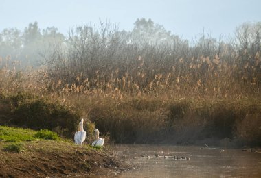 Agamon Hula, İsrail 'in kuzeyinde bir sulak arazi. Ve her göç mevsiminde, Hula Vadisi üzerinde milyonlarca kuş uçar..