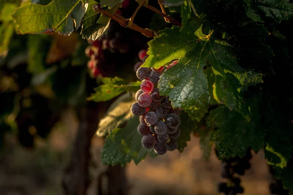 Stock image Sweet, juicy berries of grapes. Near East. New day, sunrise.