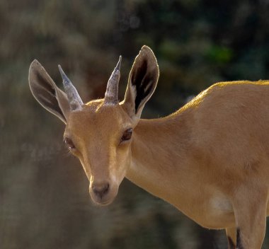 Ashdod parkında vahşi hayvanlar