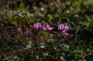 İsrail 'de bahar. İsrail 'in ilk kır çiçekleri.