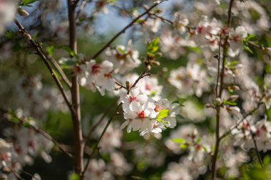 İsrail 'de bahar coşkulu ağaçlar açıyor.