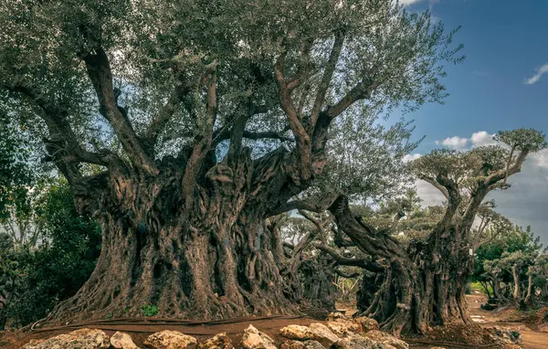 Çok eski zeytin ağaçları. İsrail Orta Doğu