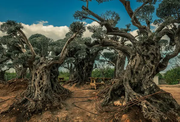 Çok eski zeytin ağaçları. İsrail Orta Doğu