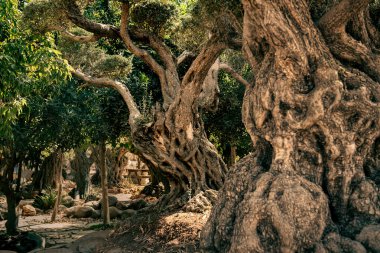 Çok yaşlı, muhteşem zeytin ağaçları. İsrail 5 Şubat 2023