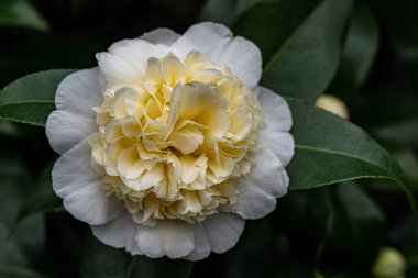 Beyaz çiçek ve yeşil yapraklar her yerde