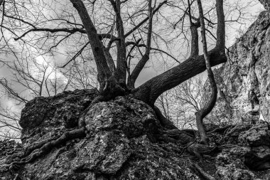 Ormanın ortasında kayalar ve ağaçlar.)