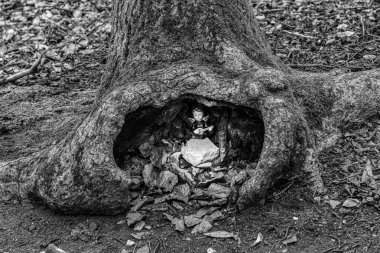 Ormanın ortasında bir ağaç deliğinde gitarlı küçük bir melek.)