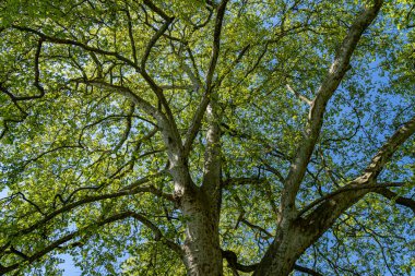 Yeşil ağacın büyük ve yüksek tacı.