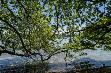 Constance Gölü 'nün taze, berrak ve temiz suyu.