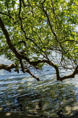 Constance Gölü 'nün taze, berrak ve temiz suyu.