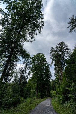 Orman yolu yeşil ve karanlık ormandan geçiyor.
