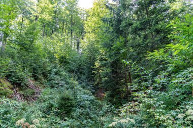 Yeşil ormanın ortasında.