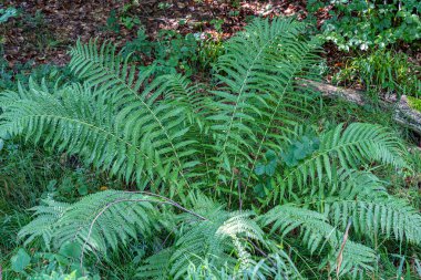 Ormanın ortasında büyük yeşil eğreltiotu bitkisi