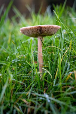 Islak otların yeşil çayırında yalnız mantar