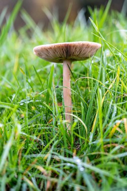 Islak otların yeşil çayırında yalnız mantar