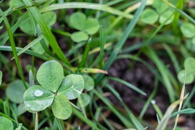 Yeşil çayırda dört yapraklı yonca
