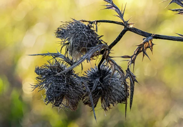 stock image Dry thistle on the field and blurred background