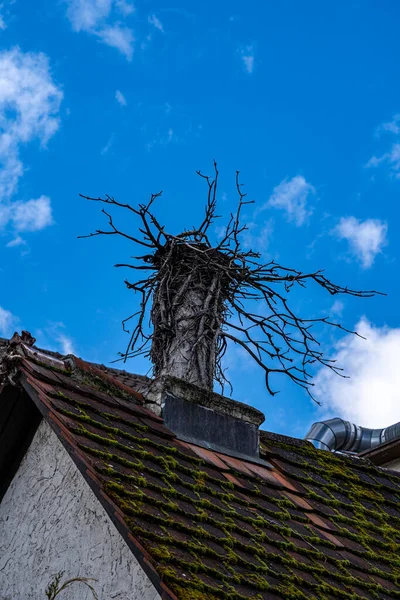 Bird\'s nest on the mossy roof of an old building