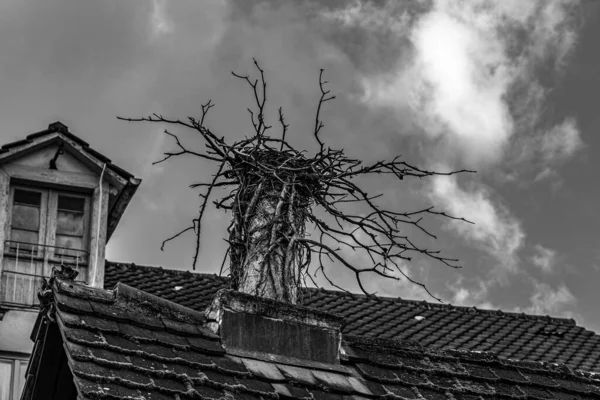 Bird\'s nest on the mossy roof of an old building (b/w)