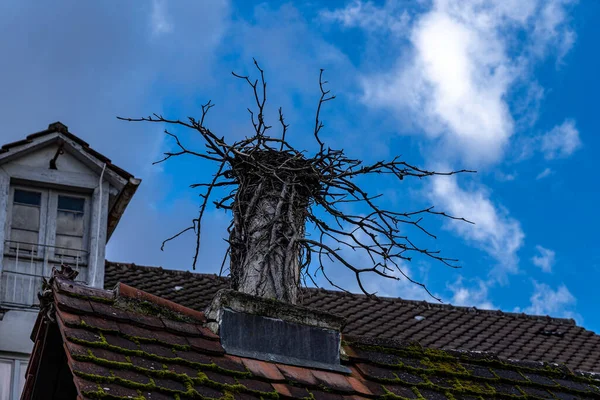 Bird\'s nest on the mossy roof of an old building