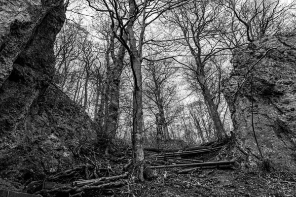 Ormanın ortasında kayalar ve ağaçlar.)