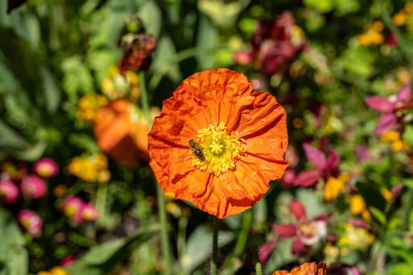 Πορτοκαλί Λουλούδι Στη Μέση Του Λιβαδιού Αγριολούλουδων — Φωτογραφία Αρχείου