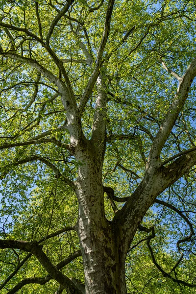 stock image Big and high crown of the green tree