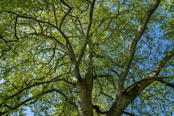 Yeşil ağacın büyük ve yüksek tacı.