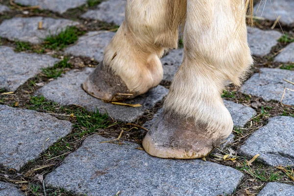 stock image Hooves of a horse on gray paving stones