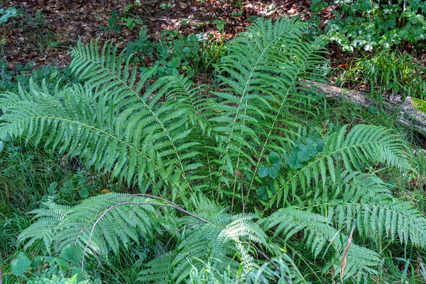 Velká Rostlina Zeleného Kapradí Uprostřed Lesa — Stock fotografie