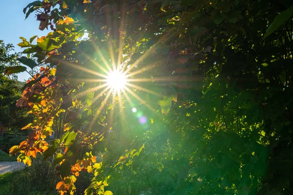 Lumière Soleil Comme Une Étoile Travers Des Feuilles Colorées Automne — Photo