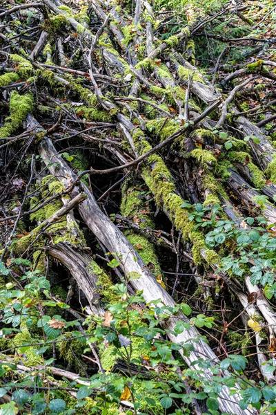 Karanlık Ormanın Ortasında Yosunlu Çalılıklar — Stok fotoğraf