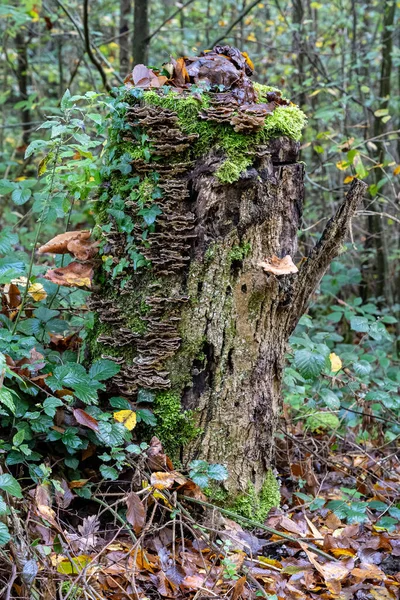 Ağaç Mantarlı Yeşil Sarmaşıklı Eski Ağaç Gövdesi — Stok fotoğraf