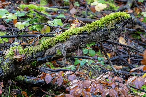 Moosbewachsenes Unterholz Mitten Dunklen Wald — Stockfoto