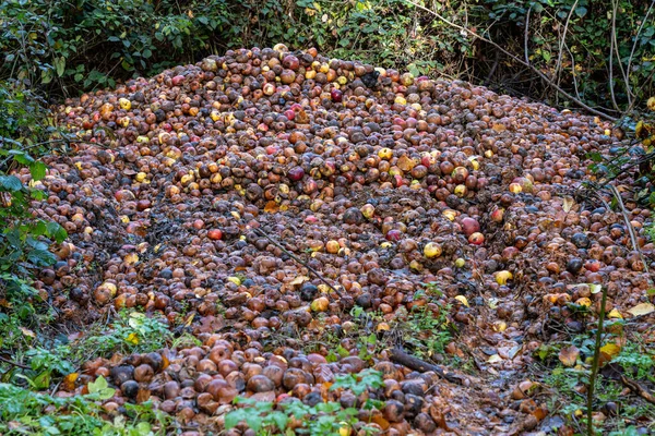 Montón Manzanas Marrones Rooten Frente Bosque — Foto de Stock