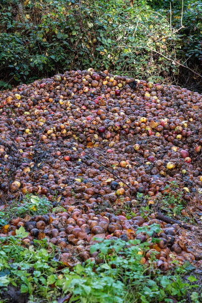 Montón Manzanas Marrones Rooten Frente Bosque — Foto de Stock