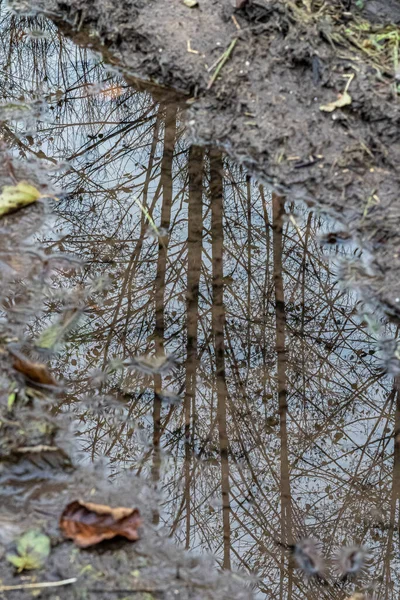 Μικρή Λακκούβα Μετά Βροχή Αντανακλάσεις Του Δέντρου — Φωτογραφία Αρχείου