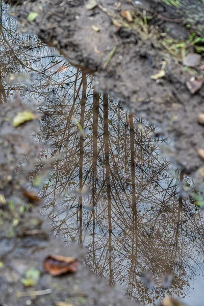 Μικρή Λακκούβα Μετά Βροχή Αντανακλάσεις Του Δέντρου — Φωτογραφία Αρχείου