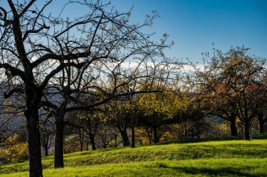 Yeşil çimenler ve bir sürü elma ağacı.