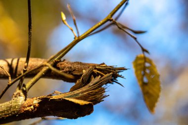 Arkaplanı bulanık bir ağacın kırık dalı