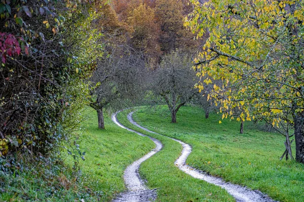Лесной Путь Через Красочное Поле Яблонь — стоковое фото