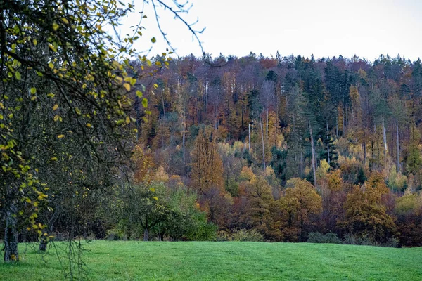 Zielona Łąka Pobliżu Kolorowego Lasu Szare Niebo — Zdjęcie stockowe