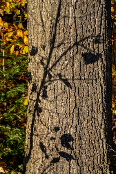 Kahverengi Ağaç Gövdesi Dalların Siyah Gölgeleri — Stok fotoğraf