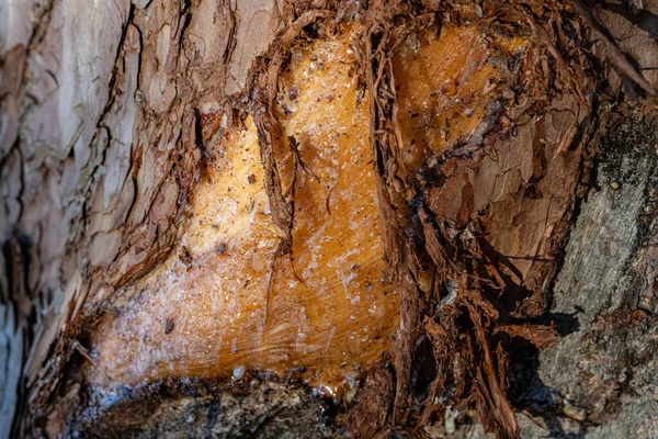 Verwundeter Blutender Baumstamm Mit Zerfetzten Fetzen Und Baumsaft — Stockfoto